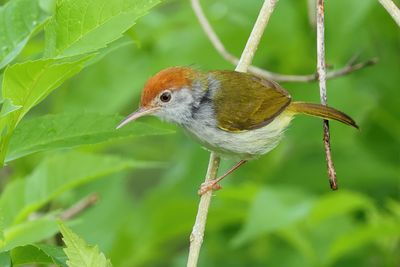 Dark-necked tailorbird - Orthotomus atrogularis