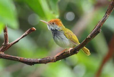 Dark-necked tailorbird - Orthotomus atrogularis