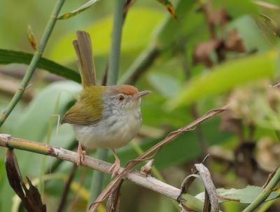 Common Tailorbird - Orthotomus sutorius 