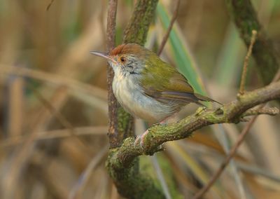 Common Tailorbird - Orthotomus sutorius 