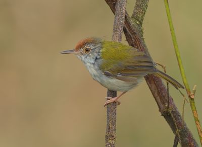 Common Tailorbird - Orthotomus sutorius 
