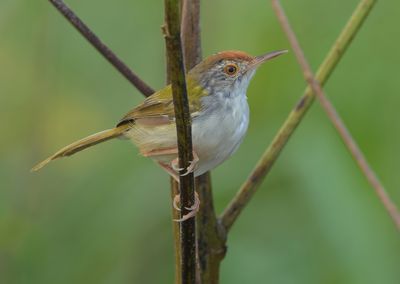 Common Tailorbird - Orthotomus sutorius 