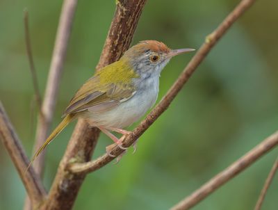 Common Tailorbird - Orthotomus sutorius 