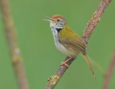 MAP: Common Tailorbird - Orthotomus sutorius 