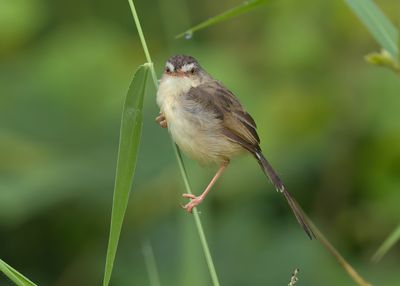 Plain Prinia - Prinia inornata herberti
