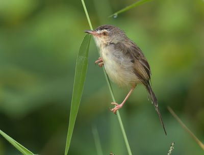 Plain Prinia - Prinia inornata herberti