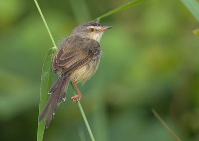 Plain Prinia - Prinia inornata herberti