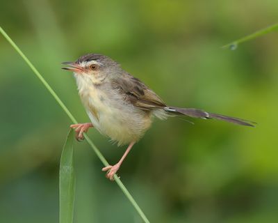 Plain Prinia 20251015-01l.jpg