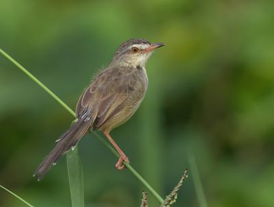 MAP: Plain Prinia - Prinia inornata herberti