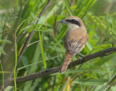Shrikes - Laniidae