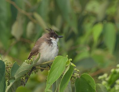 Red-whiskered Bulbul - Pycnonotus jocosus