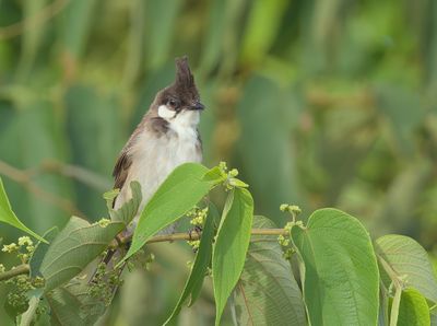 Red-whiskered Bulbul - Pycnonotus jocosus