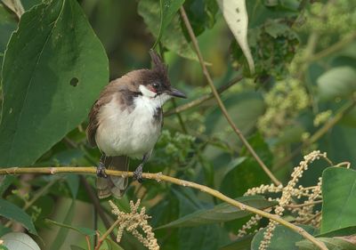 Red-whiskered Bulbul - Pycnonotus jocosus