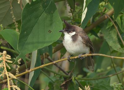 Red-whiskered Bulbul - Pycnonotus jocosus