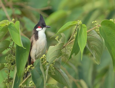 Red-whiskered Bulbul - Pycnonotus jocosus