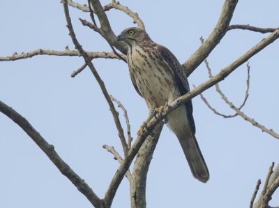 Crested Goshawk - Lophospiza trivirgata