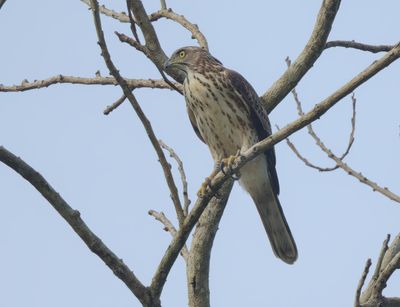 Crested Goshawk - Lophospiza trivirgata