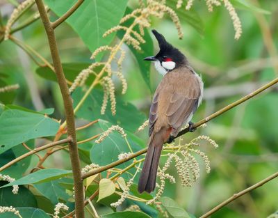 Red-whiskered Bulbul - Pycnonotus jocosus