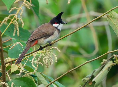 Red-whiskered Bulbul - Pycnonotus jocosus