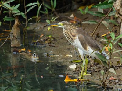 pond heron-spec - Ardeola spec.