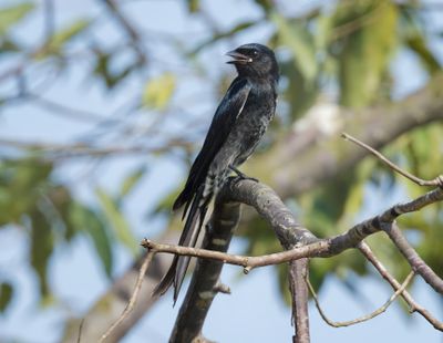 Black Drongo - Dicrurus macrocercus