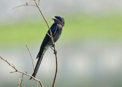 Black Drongo - Dicrurus macrocercus