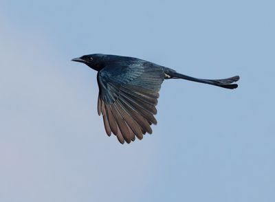 Black Drongo - Dicrurus macrocercus
