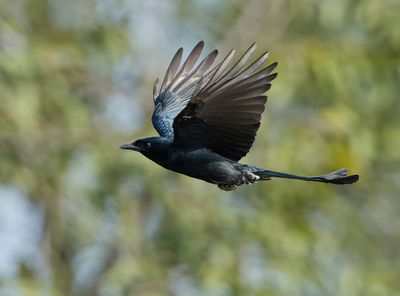 Black Drongo - Dicrurus macrocercus
