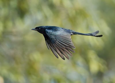 Black Drongo - Dicrurus macrocercus