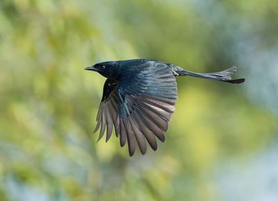 MAP: Black Drongo - Dicrurus macrocercus