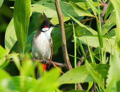 Red-whiskered Bulbul - Pycnonotus jocosus
