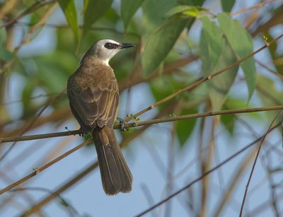 Yellow-vented Bulbul - Pycnontus goiavier jambu