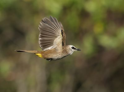 Yellow-vented Bulbul - Pycnontus goiavier jambu