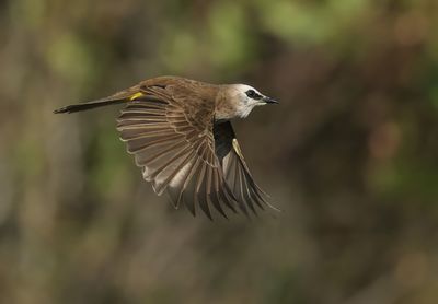 Yellow-vented Bulbul - Pycnontus goiavier jambu