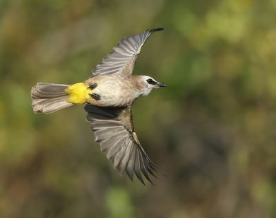 Yellow-vented Bulbul - Pycnontus goiavier jambu