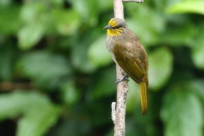Stripe-throated Bulbul - Pycnonotus finlaysoni