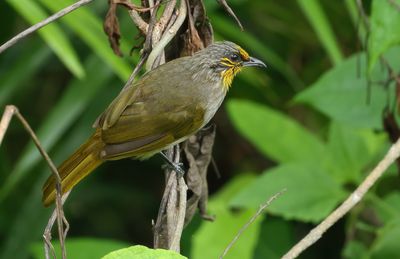 Stripe-throated Bulbul - Pycnonotus finlaysoni
