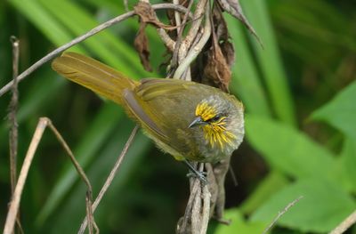 Stripe-throated Bulbul - Pycnonotus finlaysoni