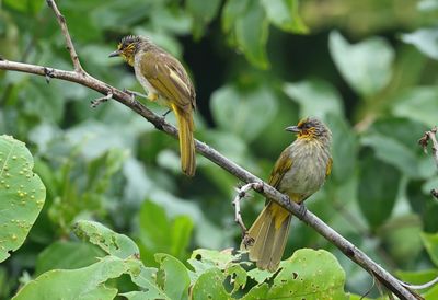 Stripe-throated Bulbul - Pycnonotus finlaysoni