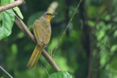 Stripe-throated Bulbul - Pycnonotus finlaysoni
