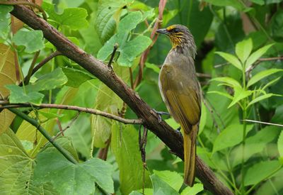 Stripe-throated Bulbul - Pycnonotus finlaysoni