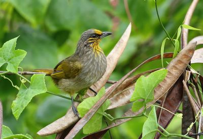 Stripe-throated Bulbul - Pycnonotus finlaysoni