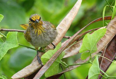 Stripe-throated Bulbul - Pycnonotus finlaysoni
