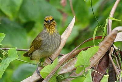 Stripe-throated Bulbul - Pycnonotus finlaysoni