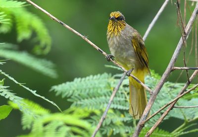 Stripe-throated Bulbul - Pycnonotus finlaysoni