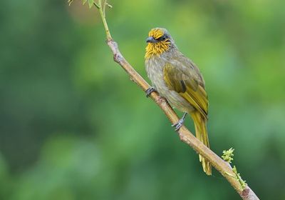 Stripe-throated Bulbul - Pycnonotus finlaysoni
