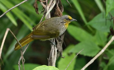 Stripe-throated Bulbul - Pycnonotus finlaysoni