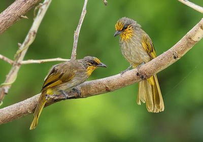 Stripe-throated Bulbul - Pycnonotus finlaysoni