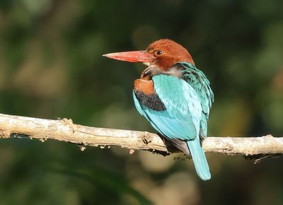 White-throated Kingfisher - Halcyon smyrnensis perpulchra