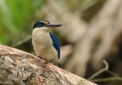 Collared Kingfisher -Todiramphus collaris